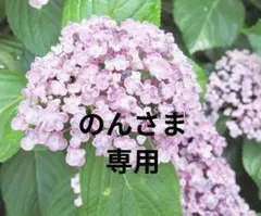 のんさま専用
