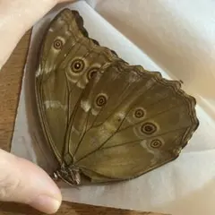 （プロフ必須）空の夢Soraru様専用！ディディウスモルフォA-