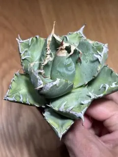 ゆかか様 リクエスト 2点 まとめ商品