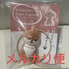 わんこのタイムカプセル　柴犬