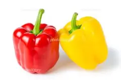 ルバーブ畑　おだ様 リクエスト 2点 まとめ商品