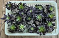 アエオニウム　メデューサ綴化(黒美人) 巨大株　超美苗　コレクション商品 アエオニウム メデューサ綴化(黒美人) 巨大株 超美苗 コレクション商品