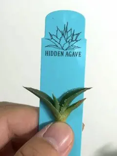 HIDDEN AGAVE エボ×オテ実生 タグ付きのサムネイル