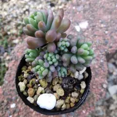 mimomuni32＊様 リクエスト 2点 まとめ商品