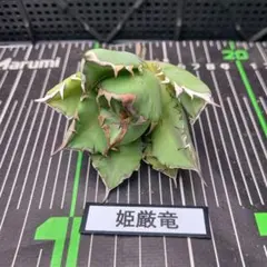 2025年最新】姫厳竜の人気アイテム - メルカリ