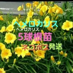ヘメロカリス♪ 5球根苗♪ネコポス発送♪のサムネイル