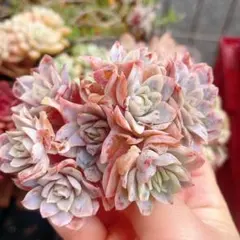 エケベリア　ラズベリーアイス錦　大群生　多肉植物　可愛