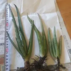 アロエベラ抜き苗(食べれる)3本