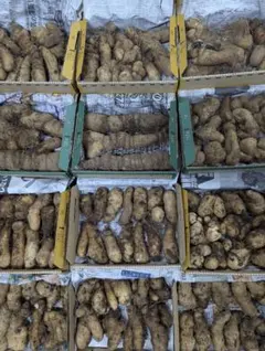 ★嫌われガラス様専用★　やまと芋　新物　2kg　産地直送　多古町産　土付き　新鮮