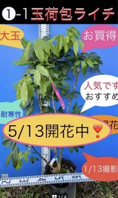 花芽あり耐寒性➀-2ライチ苗木 篤姫 アツヒメ - メルカリ