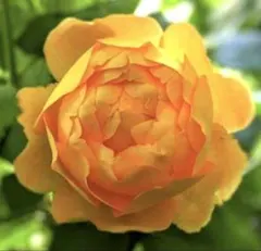 専用バラ苗　バラ挿し木苗　いえ① バラ苗 挿し木苗 レッド - メルカリ