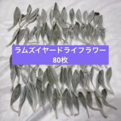 ラムズイヤー ドライリーフ 花材 素材 葉っぱ 80枚　13番