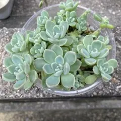 つぶつぶ屋さん おもち(だるま姫秀麗×ケッセルリンギアナ)のサムネイル
