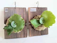 た*し様 ビカクシダ リドレイ マダガスカリエンセ スポア小株セット