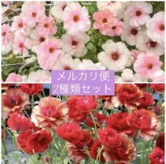 メルカリ便　ハデス　アリアドネ　2種セット　ラナンキュラスラックス 球根　宿根③のサムネイル