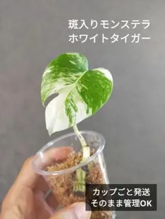 斑入りモンステラ完全ガイド｜高い理由や種類について | 観葉植物の通販 AND PLANTS (アンドプランツ) 1205F トップに連れて白勝ちに!! 斑入り モンステラ ホワイトタイガー