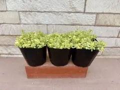 Chamomile様 リクエスト 2点 まとめ商品