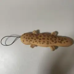 まびマリン オオサンショウウオ