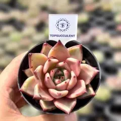 Top【選抜株】多肉植物 26190フェアリー ドール 8個 鉢無し/脱土