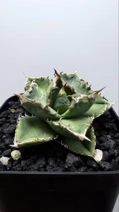 2026年最新】清櫻の人気アイテム - メルカリ