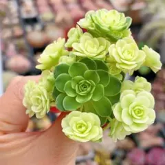 速達便　つみれ様　専用