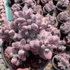 Top【選抜株】多肉植物　360837オレンジモンロー　24個　鉢無し/脱土 Top【選抜株】多肉植物 25636オレンジモンロー 70個 鉢無し/脱土