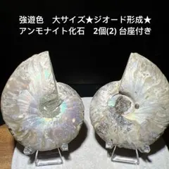 化石 アンモナイト ゴードリセラス 南淡町地野 - メルカリ