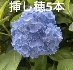 アジサイ 苗 抜き苗 挿し木 発根済 - メルカリ