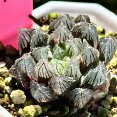 赤い鳥オブツーサ錦 親株 超美株 ハオルチア 観葉植物 8 - メルカリ