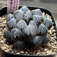 凡夫様 リクエスト 2点 まとめ商品