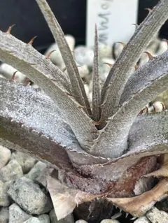 【現地球・野生採取】Dyckia ml wild-collected clone 現地球・野生採取】Dyckia ml wild-collected clone - メルカリ