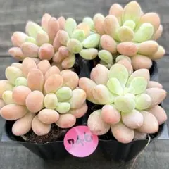 多肉植物 秋麗4個セット 抜き苗 - メルカリ