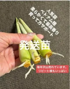 ベトナム最高香り柔らかいレモングラス抜き苗3本サイズバラバラ ベトナム最高香り柔らかいレモングラス抜き苗3本サイズバラバラ - メルカリ