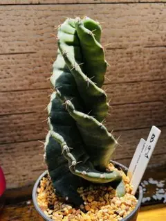 2025年最新】ペルビアナスの人気アイテム - メルカリ