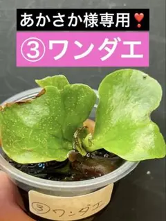 追加同梱速達❣️あかさか様 リクエスト 2点 まとめ商品