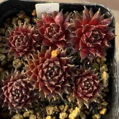 Larissa sempervivum - メルカリ