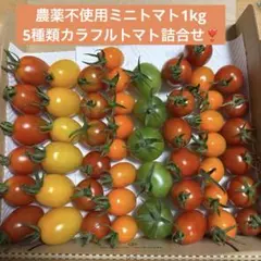 農薬不使用ミニトマト カラフルトマト5種類 トマトの宝石箱♪ 食べ比べ