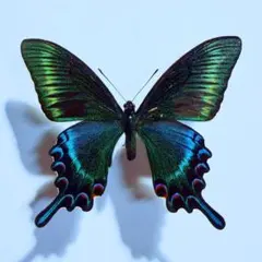 展翅標本 島根県産 ミヤマカラスアゲハ ♂ - メルカリ