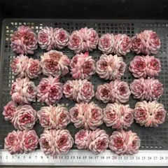 Top 多肉植物 2026-0324-MLJP006 セット エケベリア