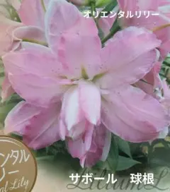 tamao14様 リクエスト 5点 まとめ商品