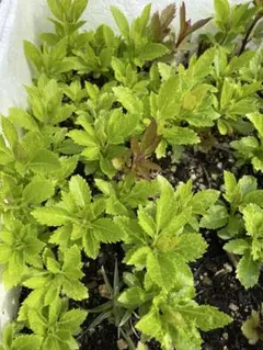 Cat...様 リクエスト 2点 まとめ商品