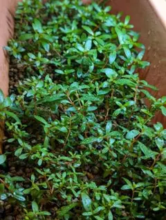 ミラ✨様 リクエスト 2点 まとめ商品