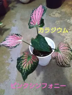 カラジウム ピンクシンフォニー 観葉植物のサムネイル