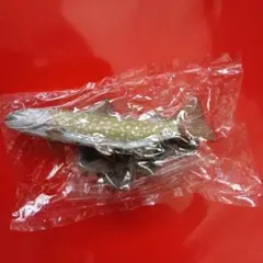 立体図鑑　リバーライフ　アメマス　レトロ　美品　カロラータ　絶版品　清流