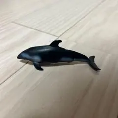 アニア カマイルカ