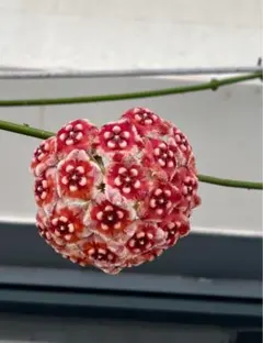 2026年最新】ホヤ 植物の人気アイテム - メルカリ