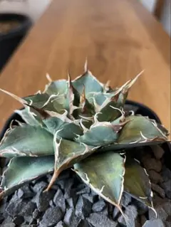 2026年最新】チタノタの人気アイテム - メルカリ