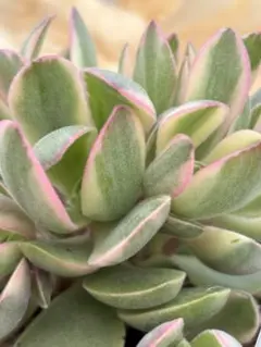 2026年最新】朝霞錦の人気アイテム - メルカリ