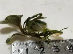 ブセファランドラsp.クダガン群生溶岩石付き - メルカリ