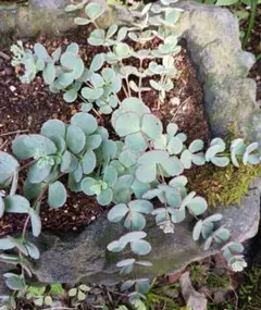 2025年最新】越中ミセバヤの人気アイテム - メルカリ